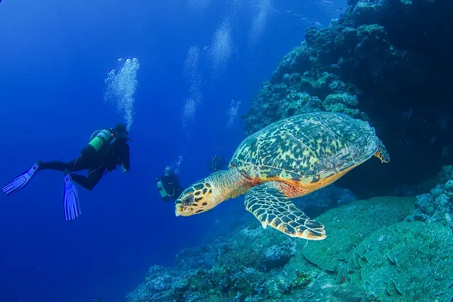 Scuba Diving in the Seychelles