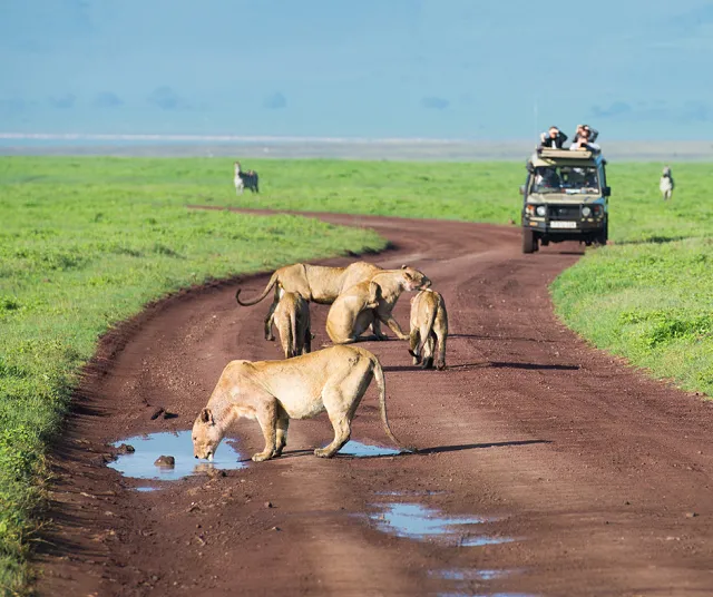 lions on a road with a safari truck in the background in Tanzania