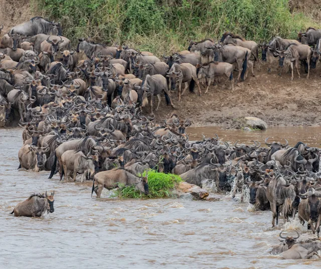 the wildebeest migration in Tanzania